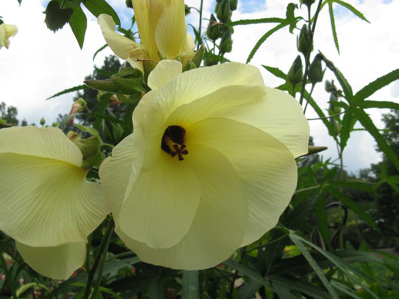 a. Photograph of a cotton flower. b. Photograph of a hibiscus flower. c. Photograph of a bhendi flower.
