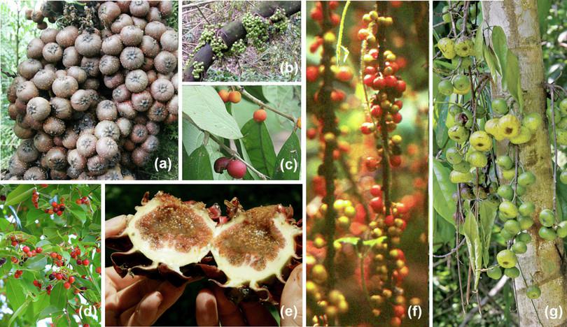 A panel of seven photographs of fig fruits. Three photographs show figs eaten by birds, three show figs eaten by bats and one shows a cut fig with its tiny seeds.
