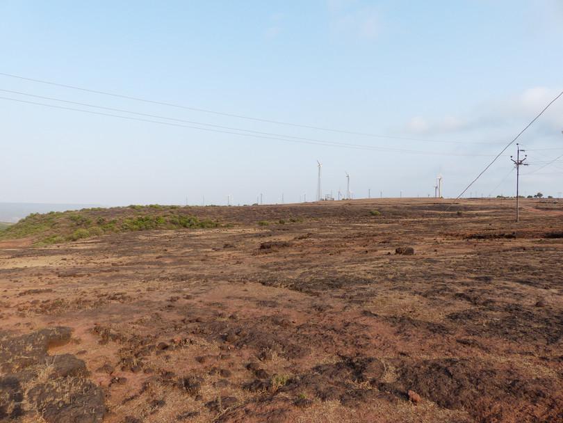 Figure a is a photograph of an area of the plateau free of wind turbines. Figure b is a photograph of fan-throated lizard Sarada superba sitting on a rock. The lizard has fanned out its blue throat. Figure c is a box-and-whisker plot of predatory bird abundance with and without wind turbines. Predatory bird abundance is higher when wind turbines are absent. Figure d is a box-and-whisker plot showing that the lizard population is greater in areas with wind turbines than in areas without wind turbines.
