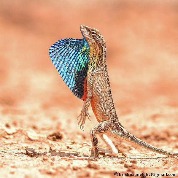 b. Super fan-throated lizard Sarada superba
: Photograph of fan-throated lizard S. superba sitting on a rock. The lizard has fanned out its blue throat.
