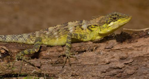 Photograph of Monilesaurus montanus, a new lizard species found in the Western Ghats.
