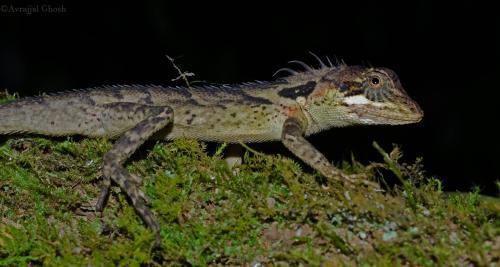 Photograph of Monilesaurus acanthocephalus, a new lizard species found in the Western Ghats.
