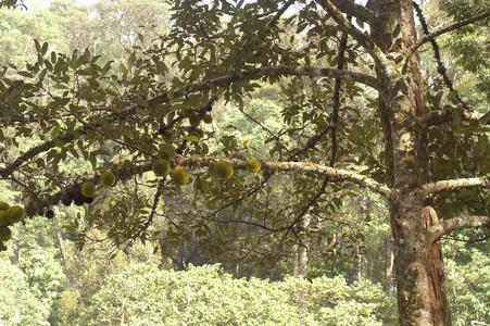 Photograph of the tall Cullenia exarillata tree with large green fruits visible on the branches.
