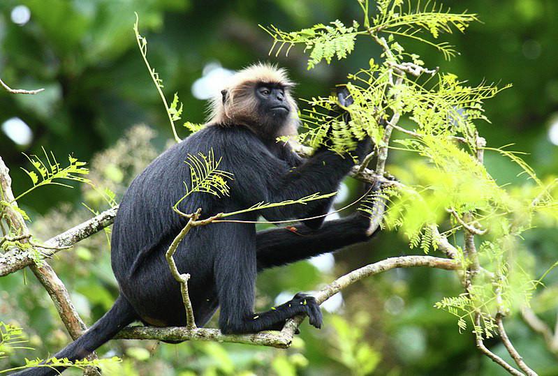 Photograph of a Nilgiri langur sitting in a tree.
