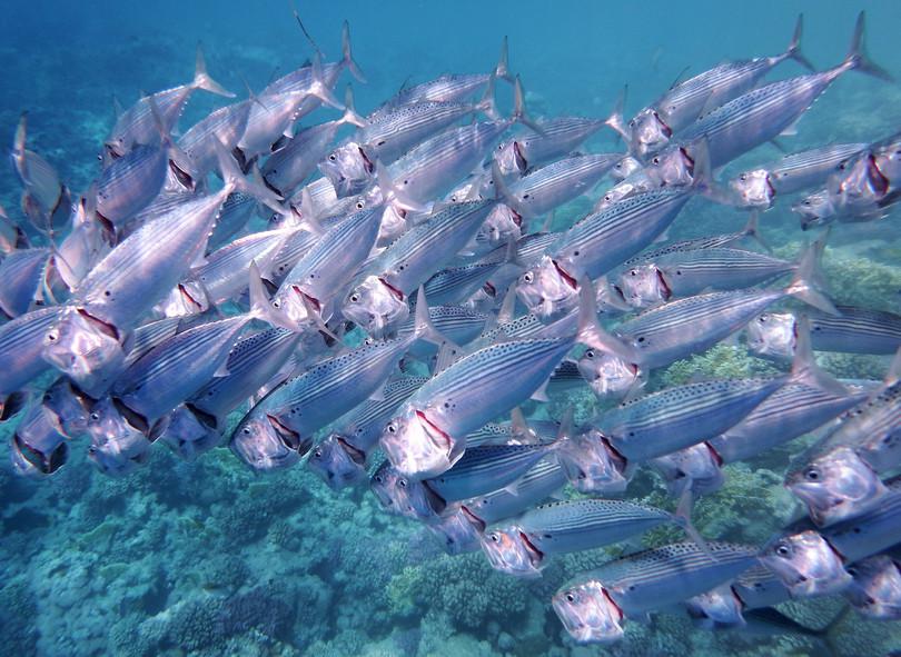 e. Indian mackerel
: Photograph of Indian mackerel.
