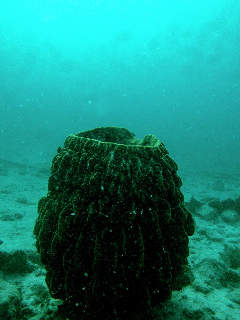 f. Porifera, Havelock, Andaman
: Photograph of porifera
