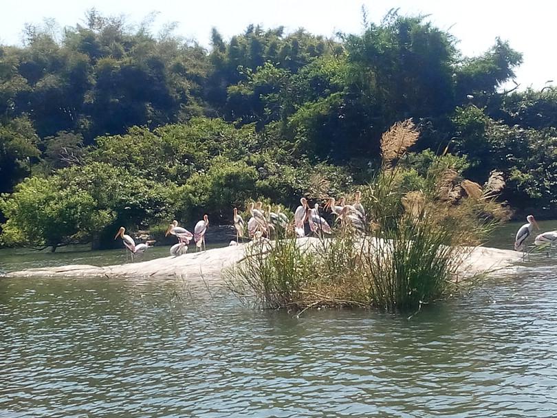 Kaveri River, Karnataka
: Photograph of Kaveri River.
