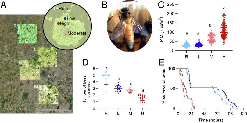 A series of five figures showing the results of a study of air pollution on bee numbers and survival. The first figure shows a map of Bengaluru with the study sites marked. The second figure shows one honey bee. The third figure shows levels of air pollution at different sites in the city. The fourth figure shows numbers of bees at each site with the low pollution site having the highest bee numbers. The fifth figure shows bee survival for different levels of air pollution.
