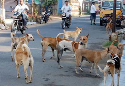 Stray dogs in a typical Indian city.
: Photographs of stray dogs near a man-eating food, a group of dogs on the street, and municipal workers catching dogs.
