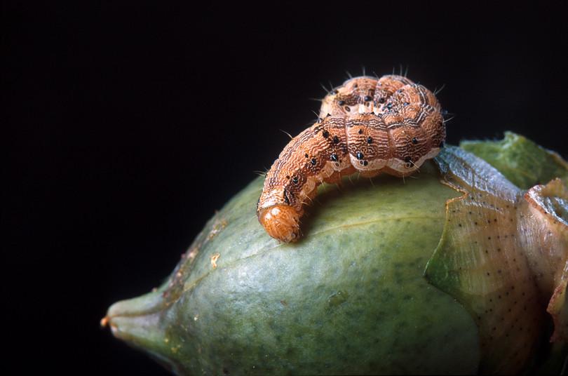 a. Image of a large bollworm larva on a normal cotton boll. b. Photograph of a small bollworm larva grown on cotton bolls with Bt proteins.
