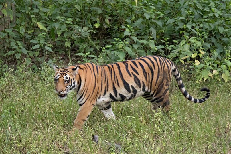 A slide show of felid species that occur in the Indian subcontinent.
