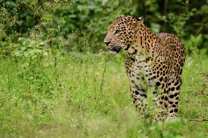 An image of a leopard.
