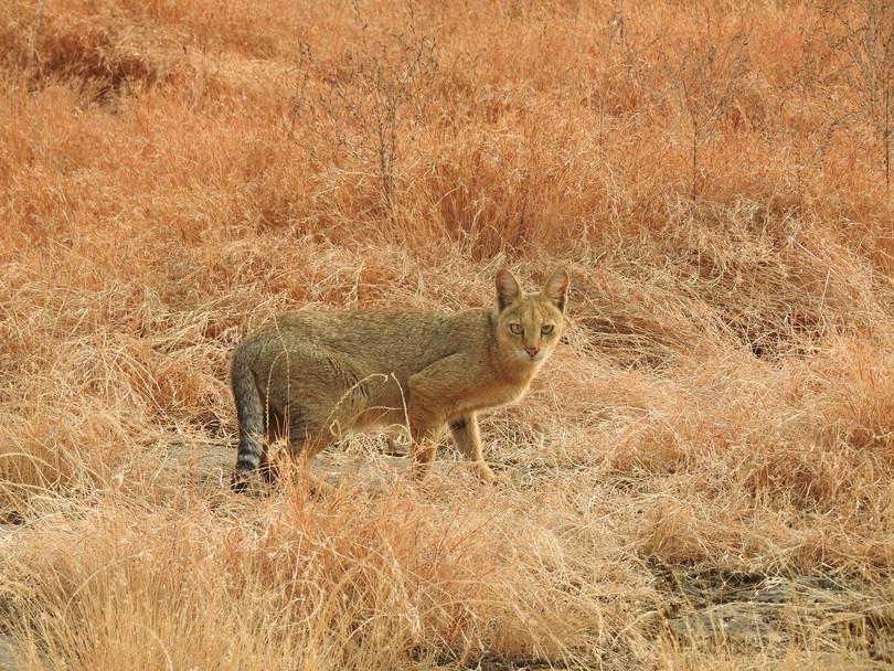 An image of a jungle cat
