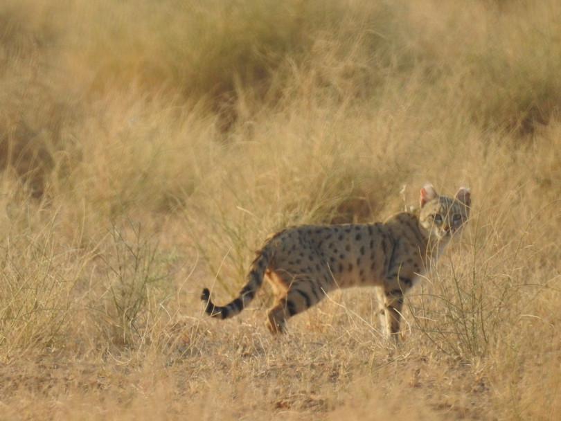 An image of a desert cat.
