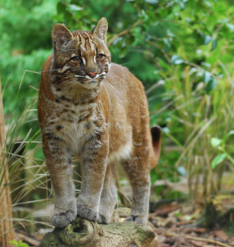 An image of an Asian golden cat.
