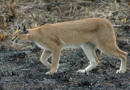 An image of a caracal.
