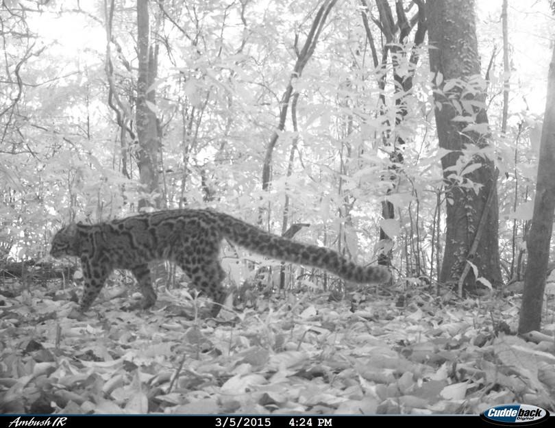 An image of a marbled cat.
