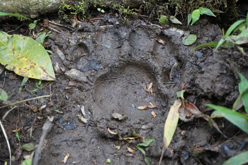 An impression of a hind pugmark on damp, clayey substrate.
