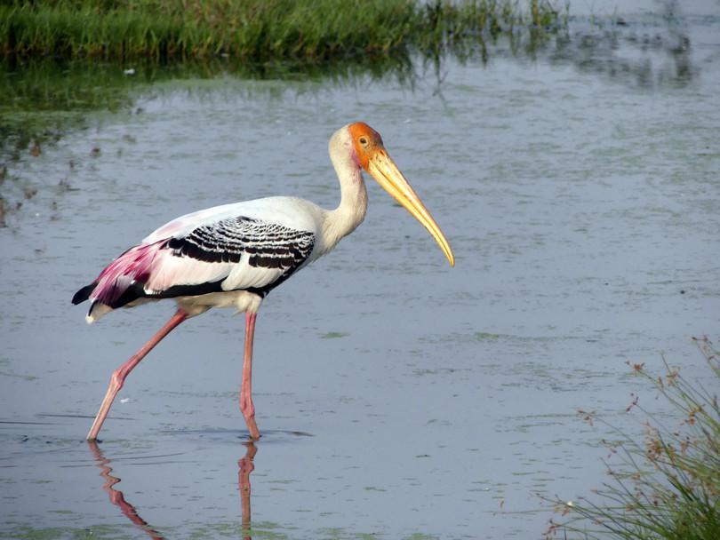 c
: Photographs of three sympatric species of storks
